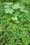 Forest floor w/ Devil's Club surrounded by Oak Ferns & Tiarella