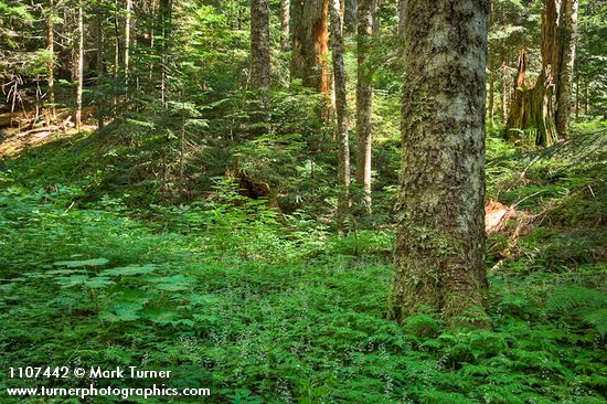 Abies amabilis; Oplopanax horridus; Gymnocarpium disjunctum; Tiarella trifoliata