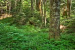 Pacific Silver Fir trunk, forest floor w/ Devil's Club surrounded by Oak Ferns & Tiarella