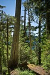 Yellow Cedar along trail w/ Western Hemlocks