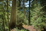 Yellow Cedar along trail w/ Western Hemlocks