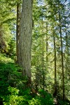 Yellow Cedar w/ Western Hemlocks