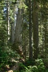 Yellow Cedar among Mountain Hemlocks