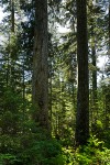 Yellow Cedar among Mountain Hemlocks