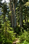 Yellow Cedars among Mountain Hemlocks