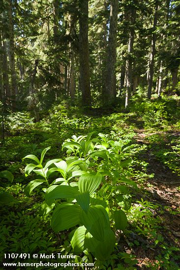 Veratrum viride; Tsuga mertensiana