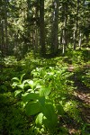 Green Corn Lilies on forest floor under Mountain Hemlocks