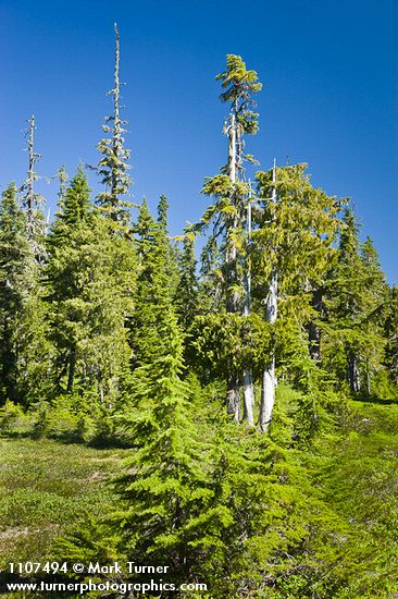 Chamaecyparis nootkatensis; Tsuga mertensiana