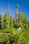 Yellow Cedars among Mountain Hemlocks in subalpine meadow at Mazama Park