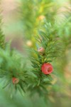 Western Yew fruit & foliage