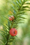 Western Yew fruit & foliage detail