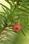 Western Yew fruit & foliage detail