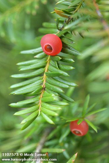 Taxus brevifolia