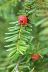 Western Yew fruit & foliage