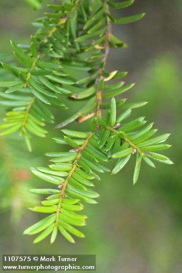 Taxus brevifolia