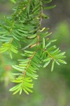 Western Yew foliage detail