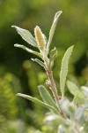 Shortfruit Willow foliage & male ament