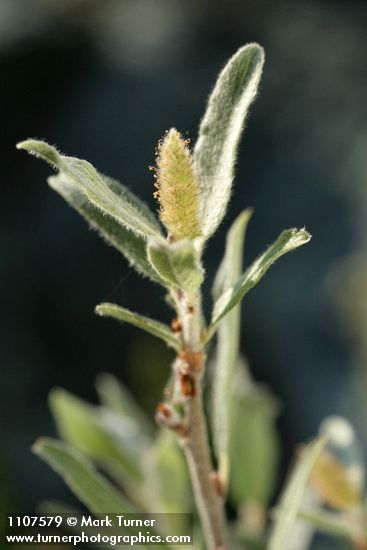 Salix brachycarpa