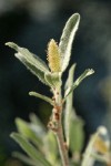 Shortfruit Willow foliage & male ament