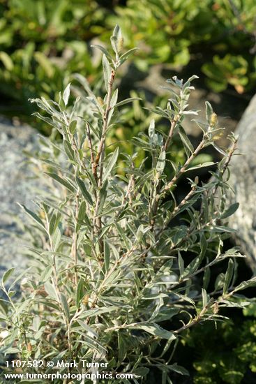 Salix brachycarpa