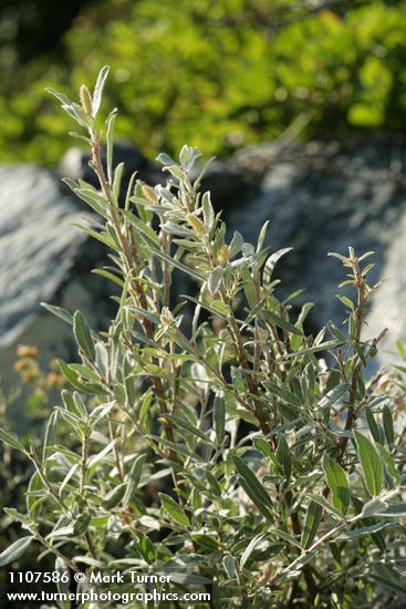 Salix brachycarpa