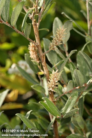 Salix brachycarpa