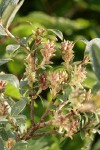 Shortfruit Willow female aments & foliage