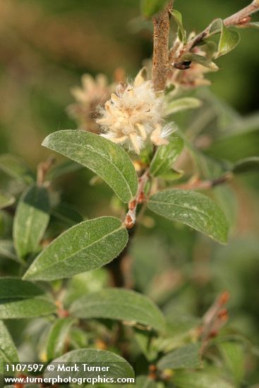 Salix brachycarpa