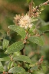 Shortfruit Willow female ament & foliage detail