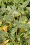 Shortfruit Willow foliage