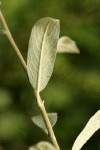 Shortfruit Willow foliage underside detail