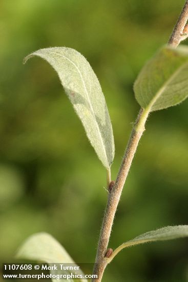 Salix brachycarpa