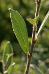 Shortfruit Willow backliit foliage & twig detail