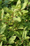 Cascara (shrub form) fruit & foliage