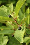Cascara (shrub form) fruit & foliage detail