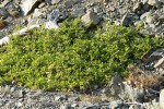 Cascara (shrub form) on serpentine