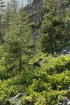 Douglas-firs & Cascara (shrub form) on serpentine