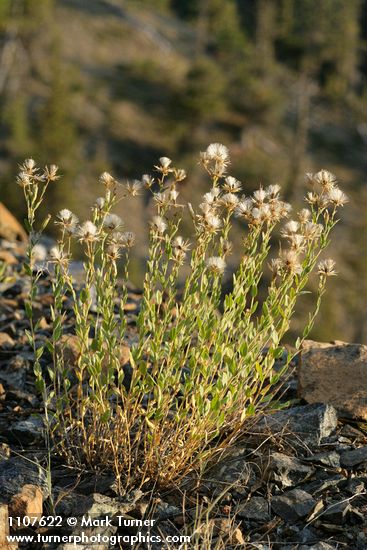 Brickellia oblongifolia