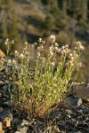 Narrowleaf Brickellia, in seed