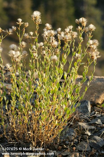 Brickellia oblongifolia