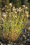 Narrowleaf Brickellia, in seed