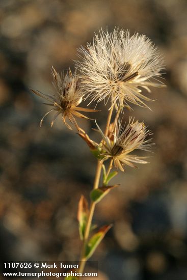 Brickellia oblongifolia