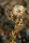 Narrowleaf Brickellia seed heads