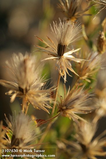 Brickellia oblongifolia