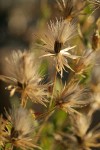 Narrowleaf Brickellia seed heads