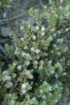 Common Juniper fruit & foliage detail