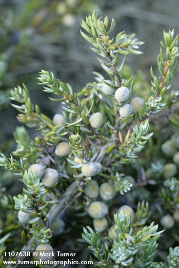 Juniperus communis
