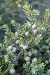 Common Juniper fruit & foliage detail