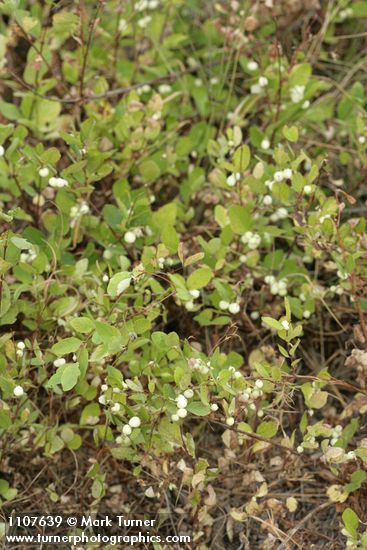 Symphoricarpos hesperius