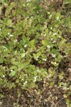 Creeping Snowberry fruit & foliage